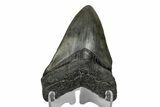 Juvenile Megalodon Tooth - South Carolina #170412-2